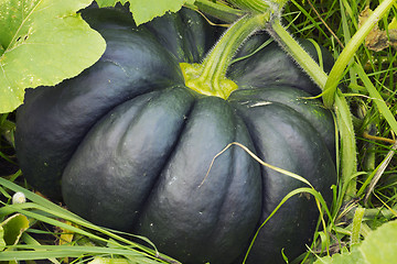 Image showing The ribbed gourd