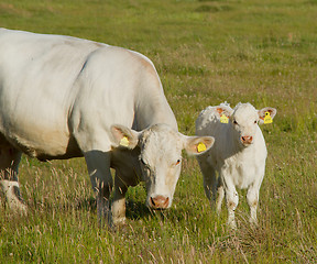 Image showing Cow