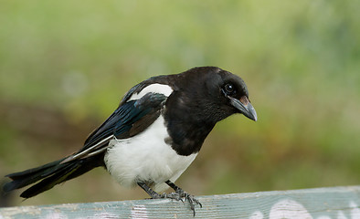 Image showing Magpie