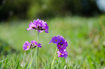 Image showing Primula wildflower closeup