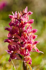 Image showing Wild orchid loseup