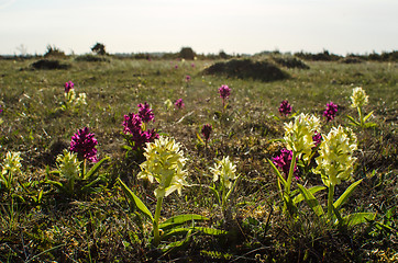 Image showing Springtime beauty