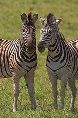 Image showing Two zebras