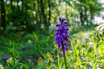 Image showing Forest beauty