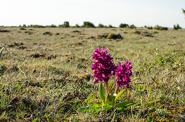 Image showing Purple beauty