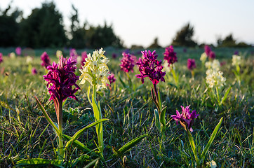 Image showing Orchids in morning sun