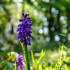 Image showing Springtime morning