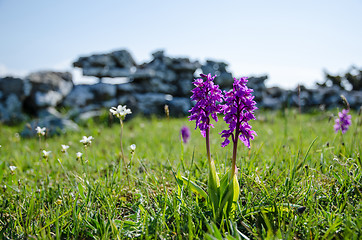 Image showing Orchids closeup