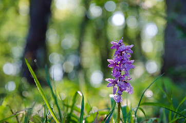 Image showing Flower in morninglight