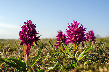 Image showing Among purple flowers