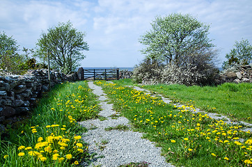 Image showing Dandelion  road