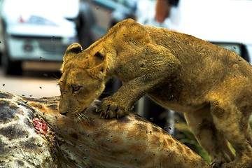 Image showing Hungry Cub