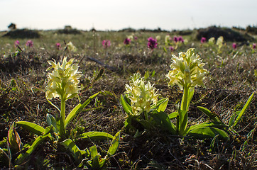 Image showing Yellow wildflowers