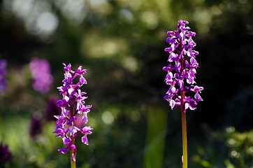 Image showing Early purple wild flower