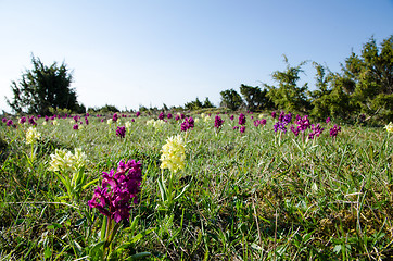 Image showing Wild orchids field