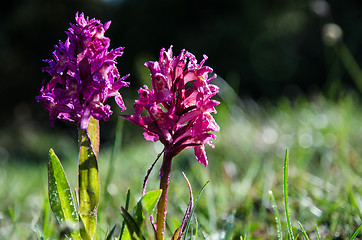 Image showing Dew drops on purple beauties