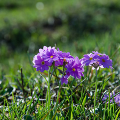 Image showing Pink primula