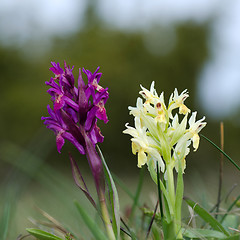 Image showing Pair of wild orchids