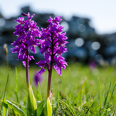 Image showing Springtime symbol