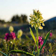 Image showing Yellow morning beauty