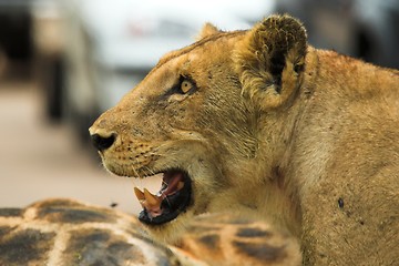 Image showing angry lioness