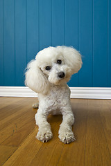 Image showing Curious Poodle