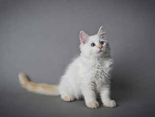 Image showing Ragdoll kitten