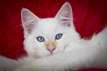 Image showing Ragdoll Cat
