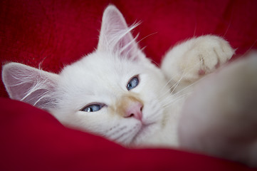 Image showing Sleepy Ragdoll cat