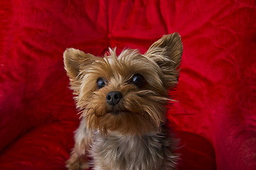 Image showing A Cute Yorkie