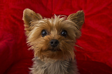 Image showing Curious Yorkie