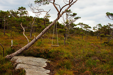 Image showing Playground in forest