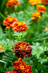 Image showing orange marigold flowers