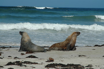 Image showing Australian sea lions