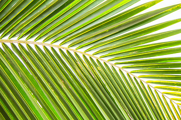 Image showing Abstract green leaves background