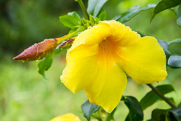 Image showing Allamanda , Golden Trumpet