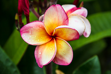 Image showing frangipani flower or Leelawadee flower on the tree.