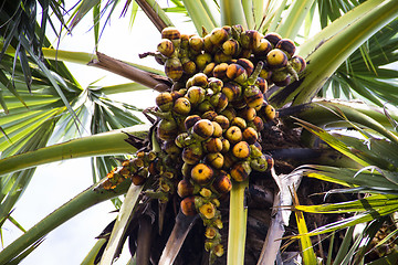 Image showing Asian Palmyra palm, Toddy palm, Sugar palm and Cambodian palm on