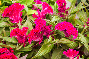 Image showing plumed cockscomb flower, closeup