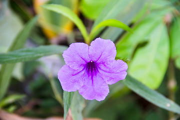 Image showing Ruellia tuberosa flower blooming