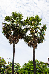 Image showing Two palm trees with a field of rice farmers in Thailand