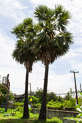 Image showing Two palm trees with a field of rice farmers in Thailand