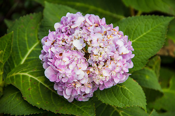 Image showing Beautiful hydranges in the garden