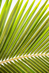 Image showing Abstract green leaves background