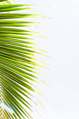 Image showing Abstract green leaves background