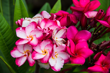 Image showing frangipani flower or Leelawadee flower on the tree.