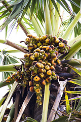 Image showing Asian Palmyra palm, Toddy palm, Sugar palm and Cambodian palm on