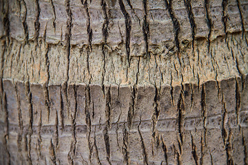 Image showing coco palm detail bark