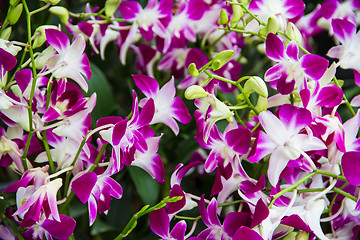 Image showing Purple orchids