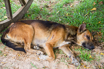 Image showing Thai dog sleep in grass yard